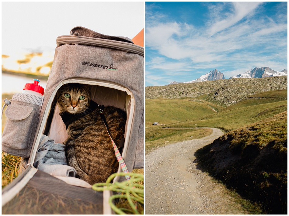 le chat va faire un tour dehors