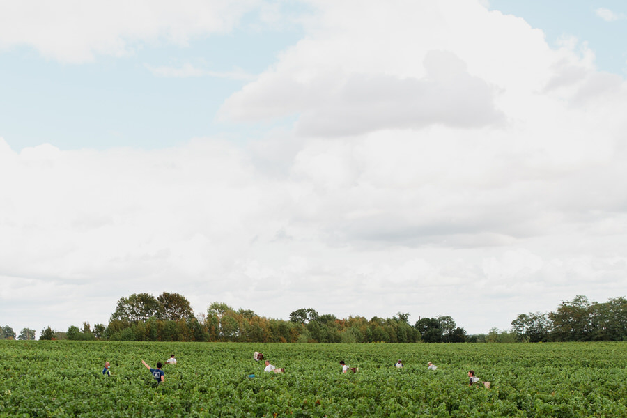 Les vendanges pendant le premier regard