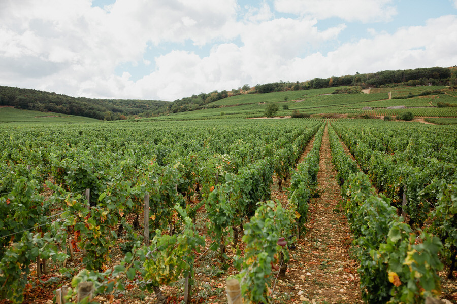 Les vignes du sud de la France