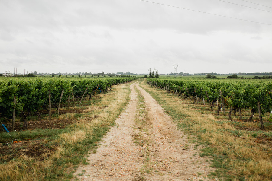 Chemin à travers les vignes