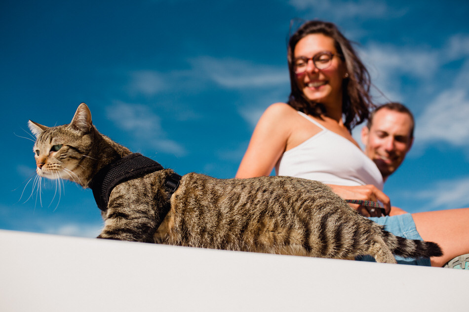 le chat prend l'air également