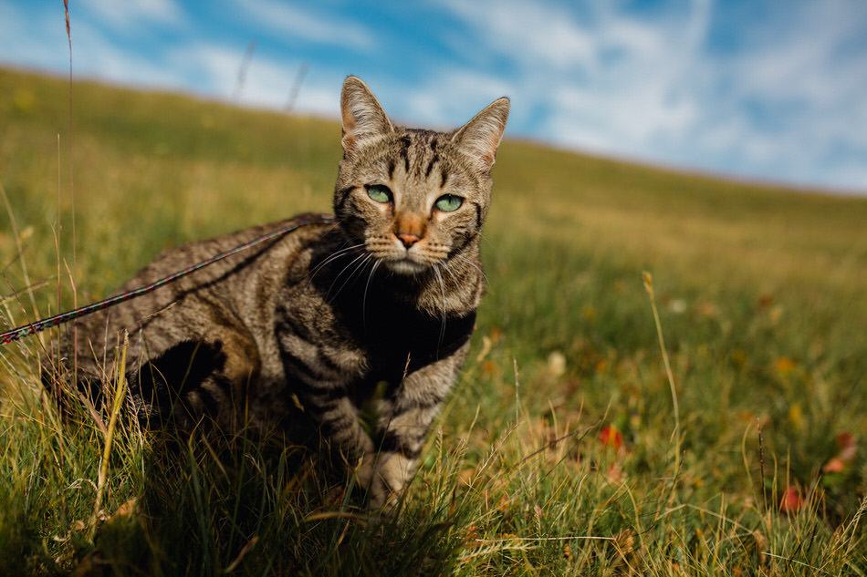 le chat dans la nature