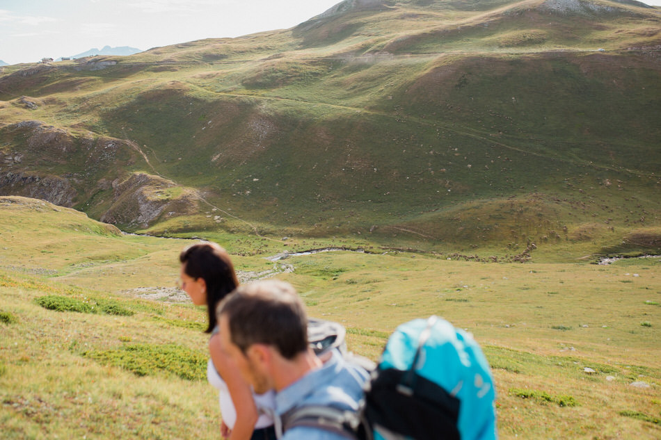 les moutons en arrière plan