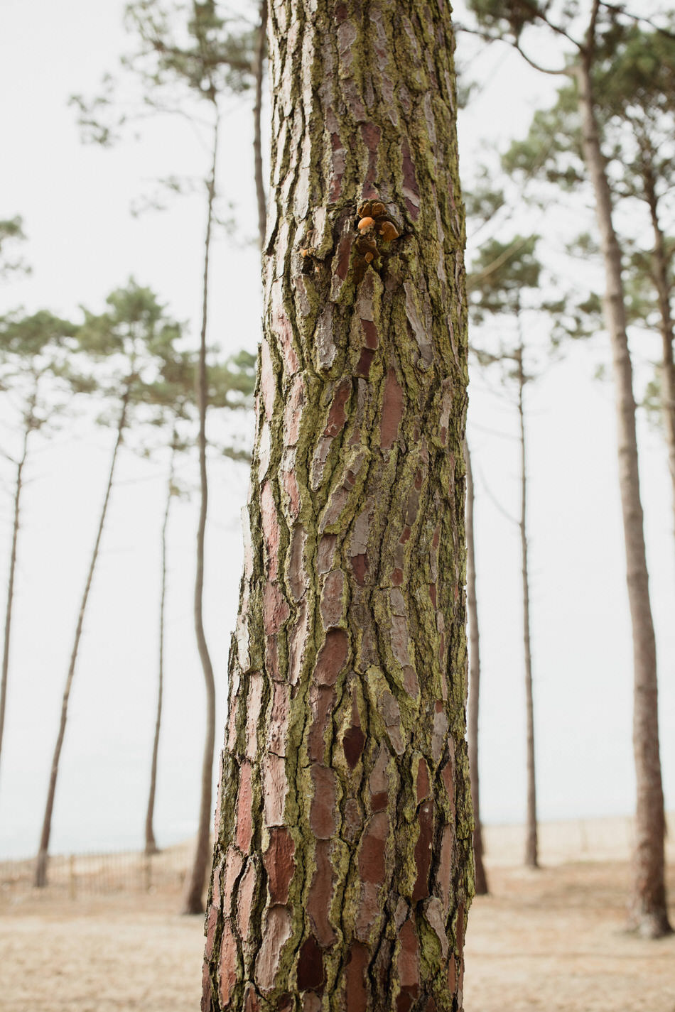 Séance fiançailles à la dune du Pilat