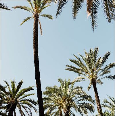 Des palmiers